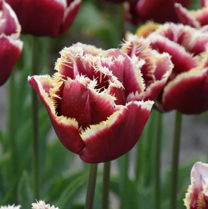 Tulip 'Mercure'